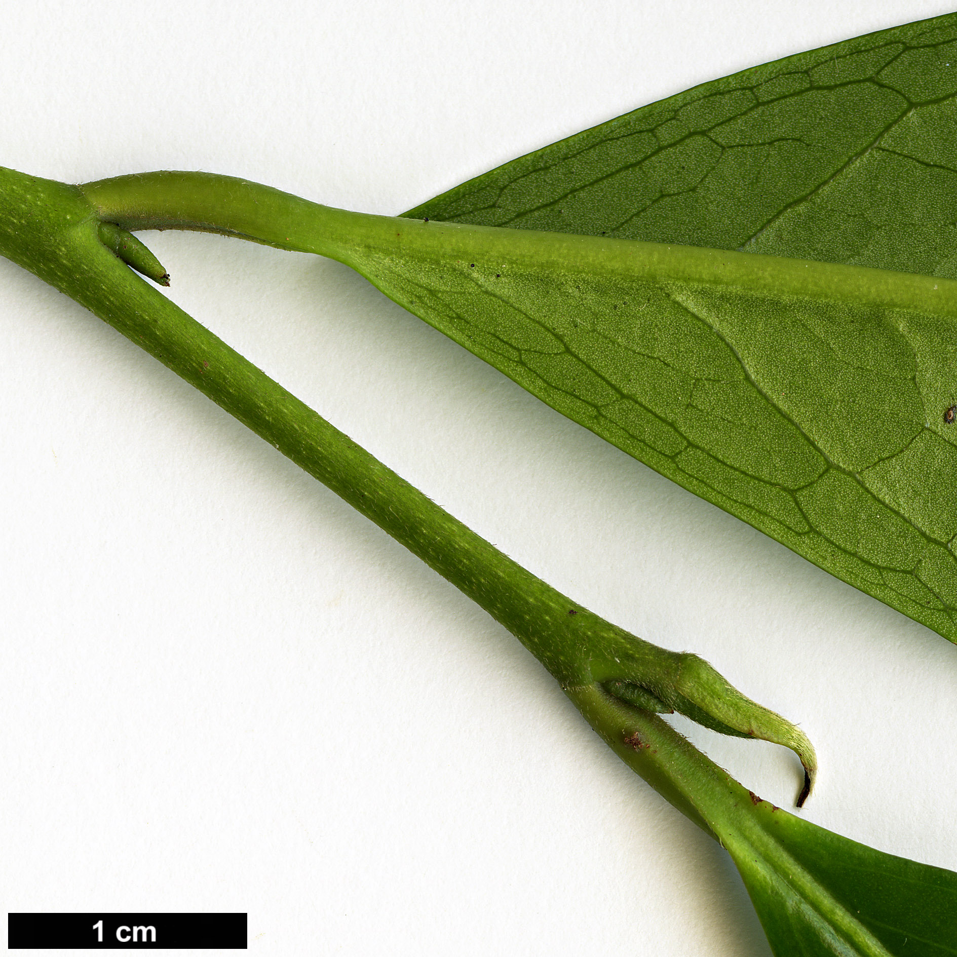 High resolution image: Family: Theaceae - Genus: Camellia - Taxon: sinensis - SpeciesSub: var. assamica
